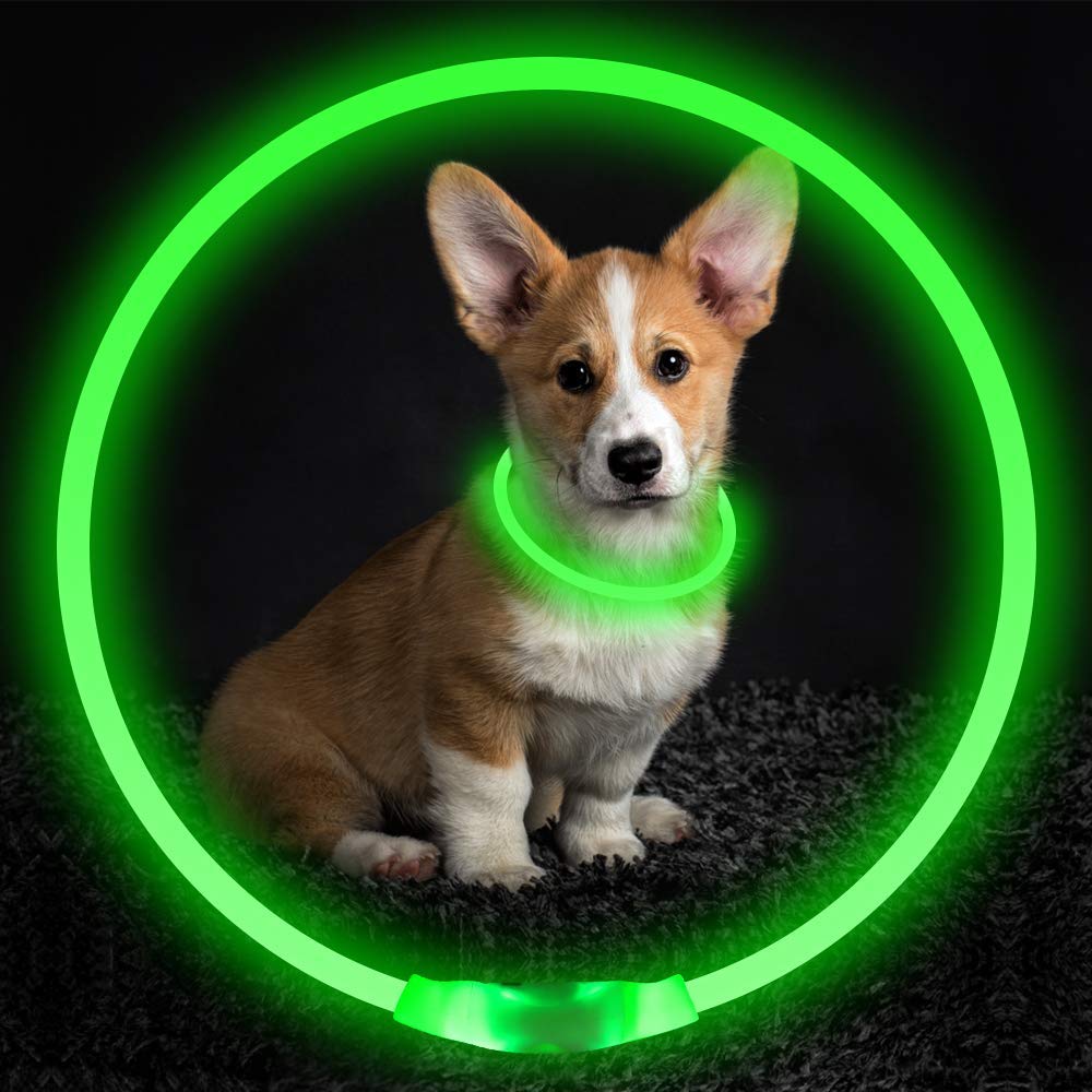 The Glow Collar lit up on a dog at night